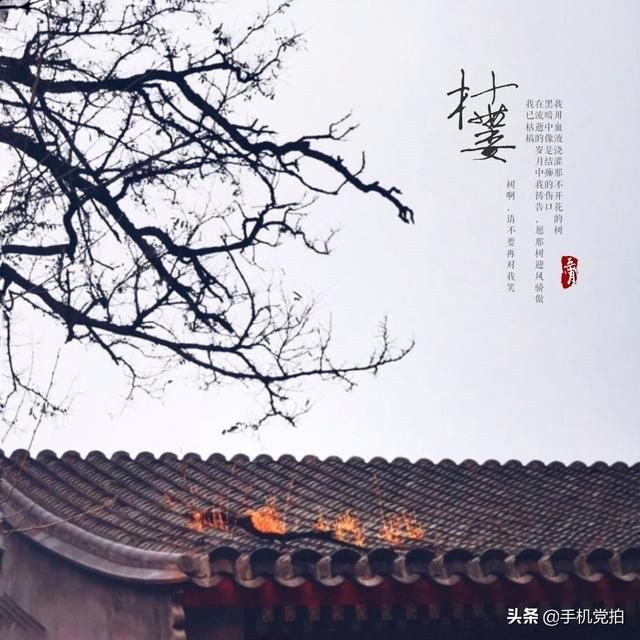 轻烟老树寒鸦什么意思，轻烟老树寒鸦前面一句是什么（不妨跟着“古诗”拍拍看）