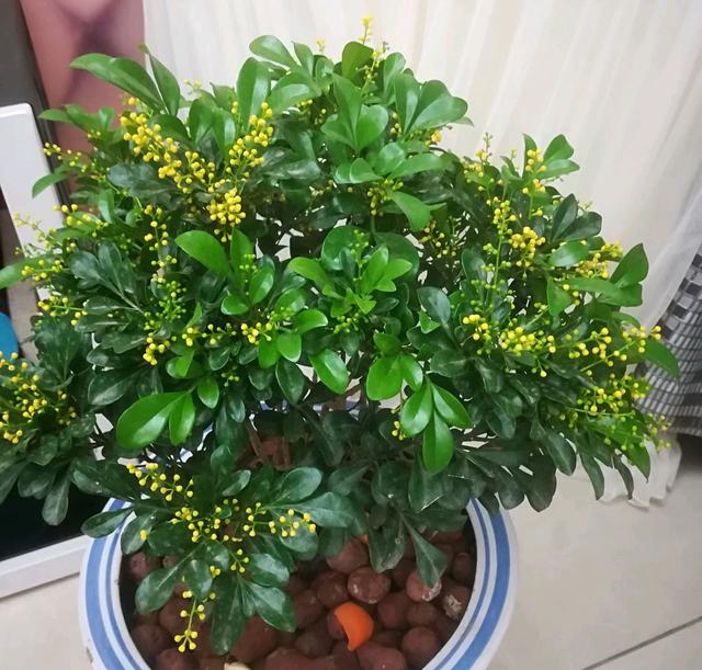 适合家里养的32种花，家里养什么花好（”家居盆花100种）