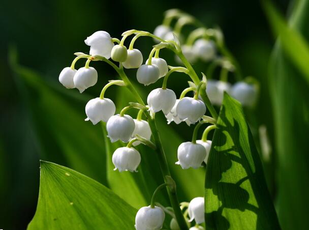 铃兰花怎么施肥(铃兰花开花后养护)-娱宸网