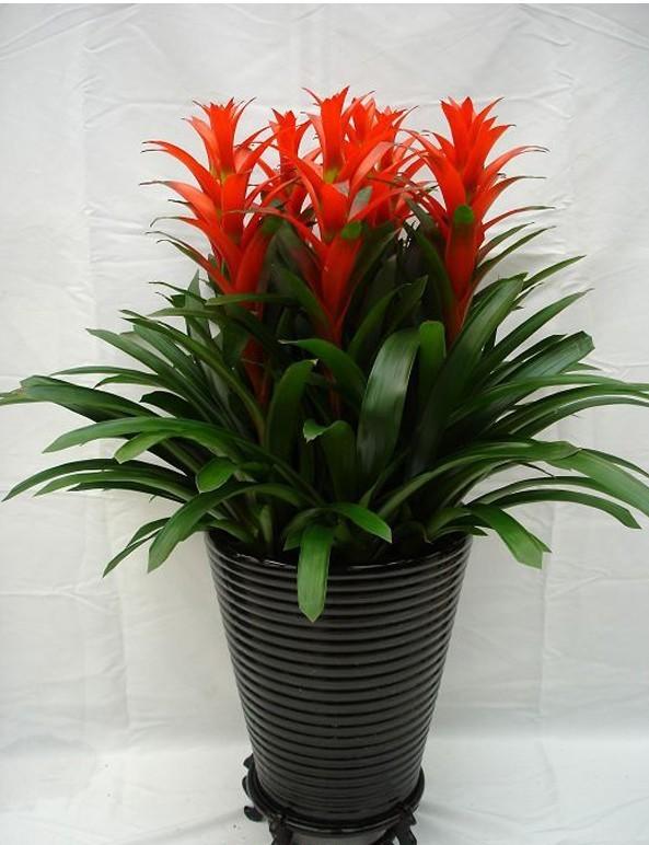 适合家里养的32种花，家里养什么花好（”家居盆花100种）