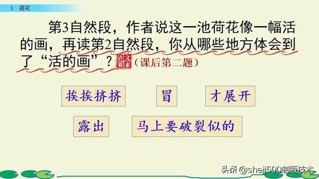 莲蓬的蓬是不是读轻声，莲蓬的蓬为什么读轻声（部编版语文三年级下册第3课《荷花》图文讲解）