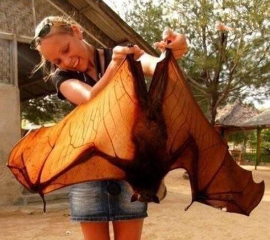 马来大狐蝠吃什么，马来大狐蝠长什么样子（<比人还大只吃水果>）