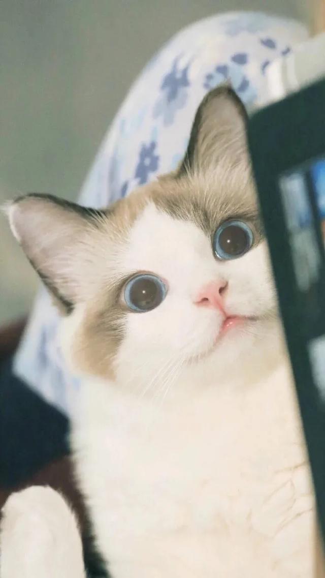 猫猫图片，我喜欢的样子你都有（宠物猫品种大全及图片）