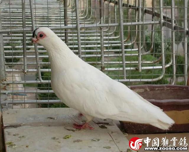 鸽怎么读，鹄怎么读鸿鹄之志（《北京鸽哨》、《明代鸽经·清宫鸽谱》据不完全统计200余种）