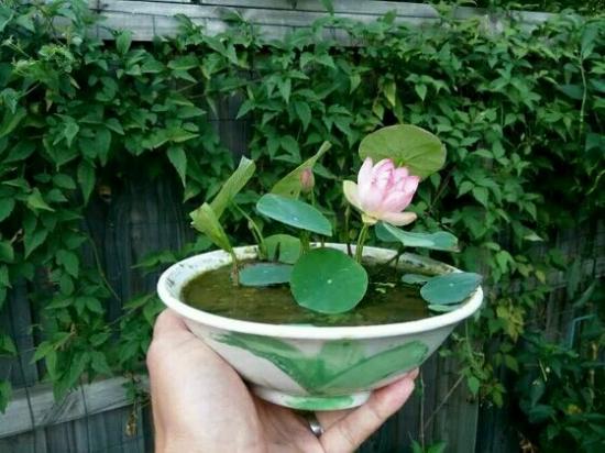 碗莲怎么种,开花鲜艳满盆(碗莲怎么种植方法 家养开花)