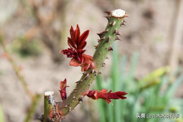 月季为什么不开花只长叶子，月季不开花只长叶子的原因处理方法（月季瘦弱、枝叶稀疏不开花怎么办）