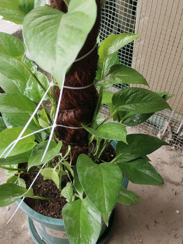 绿萝喜欢阳光吗，绿萝喜欢在什么样的环境中生长（养好绿萝太简单了）