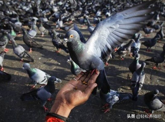 鸽子毛滴虫症状，毛滴虫是怎么样的症状（鸽子常见的四种寄生虫病）