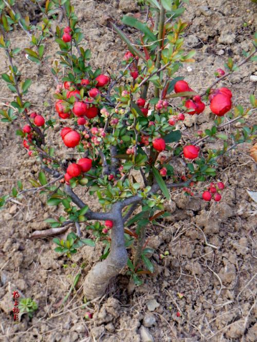 海棠花有香味吗，四季海棠花有香味吗（这种海棠开花艳丽花期长）