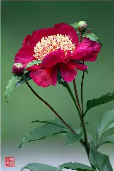 各种花开放的时间（100种常见花的花开时间附图）