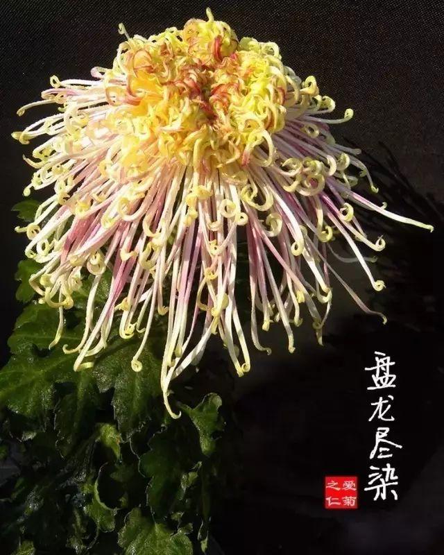 世界最美菊花80种太美了，金秋十月赏菊花——世界最美菊花80种送给您