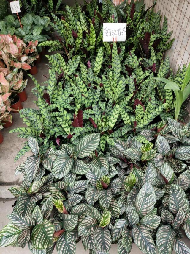 荷花最好看的品种是什么，这花最好看、最好养