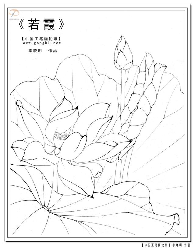 工笔荷花白描，高清工笔荷花白描 110幅