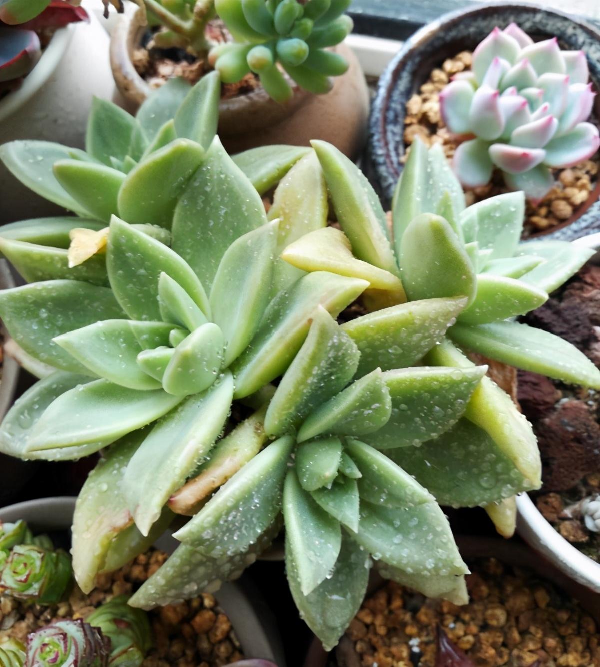 玫瑰简介，树状玫瑰简介（简介爱尔兰薄荷、阿吉塔玫瑰、财路、奥利维亚、表丽娜、白马王子）