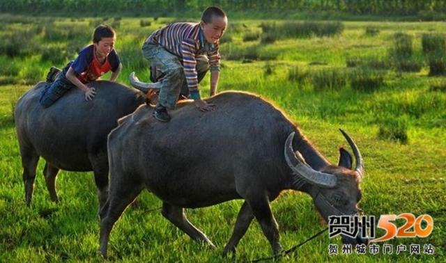 《村晚》一诗中横字如何理解更好