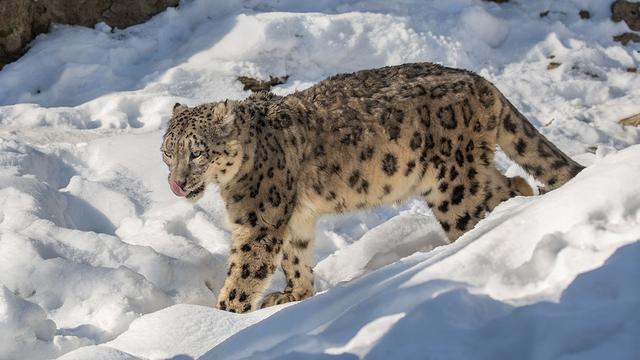 猫豹是什么动物，豹猫是什么样的动物（区分猫亚科与豹亚科动物的方法是看能不能咆哮）