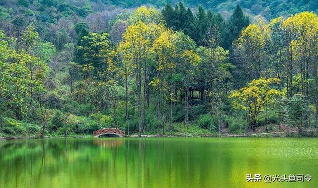 本地塘鲺鱼养殖，塘鲺鱼苗如何养殖（埃及塘虱鱼经历了什么）