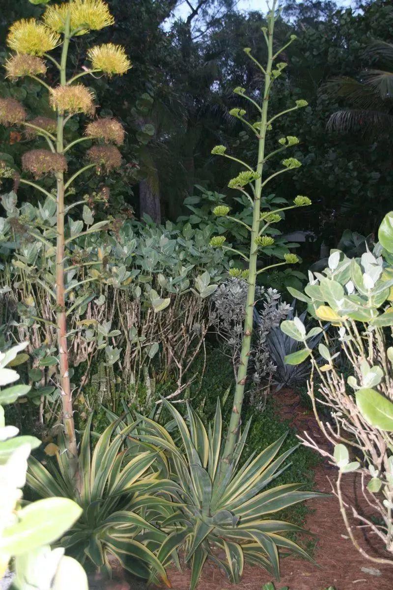 沙漠植物有哪些,在沙漠中生長的植物有哪些(養院子裡一年四季都不用