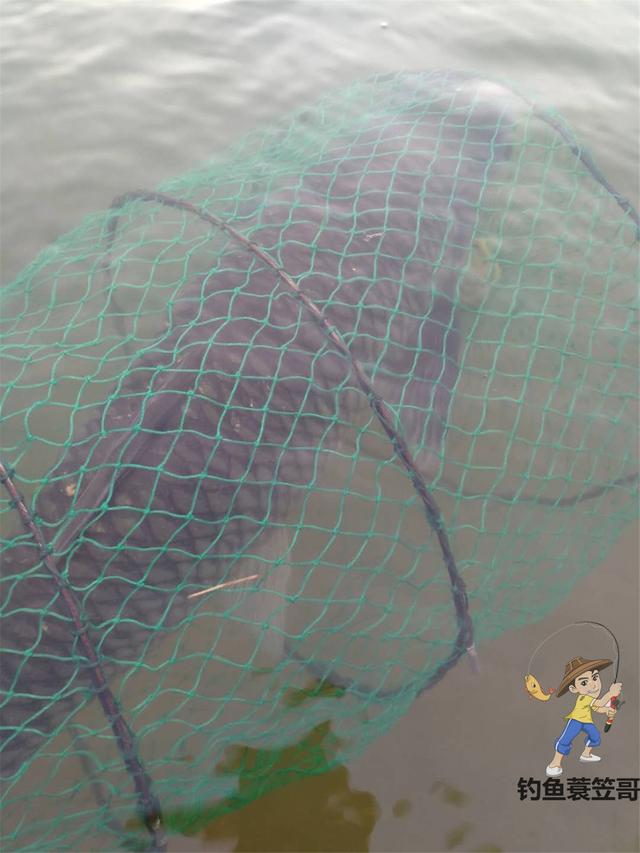 深秋垂钓草鱼技巧，秋冬钓草鱼技巧大全（用对方法钓可提前做腊鱼）