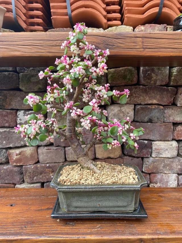 金枝玉叶植物，金枝玉叶养护（金枝玉叶养护全指南）