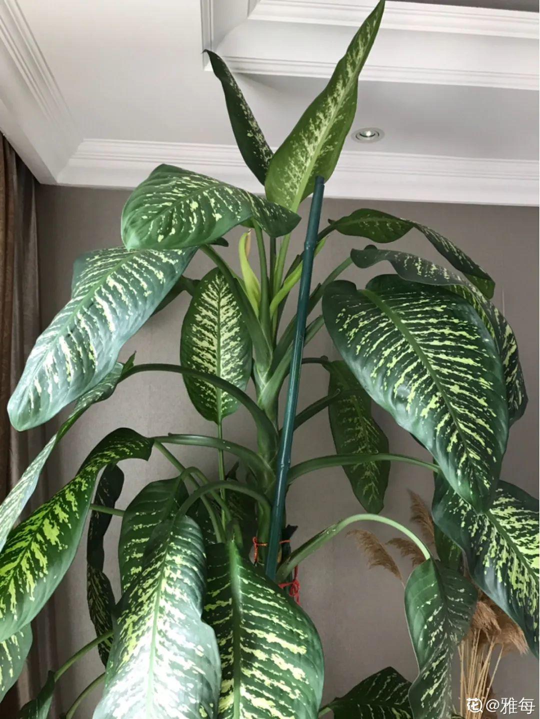 除甲醛的植物排名(除甲醛公司)