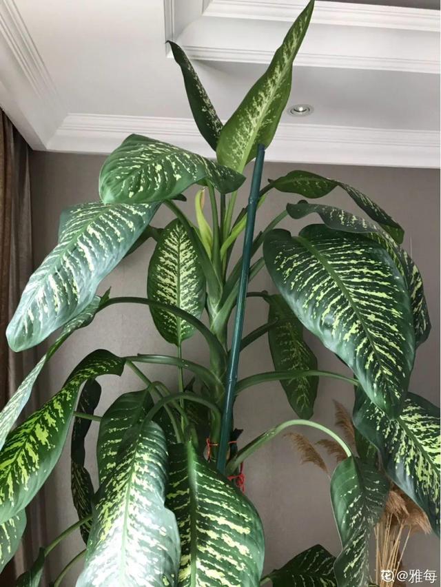 吸收甲醛的植物，哪种植物具有吸收甲醛的功能（净化空气最厉害）