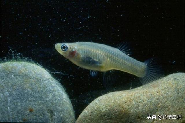 孑孓的图片，孑孓的图片的很大尾巴变得很小是什么状态（能当英雄也能当屠夫）