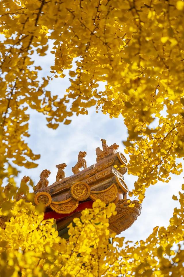 燔怎么读，鏊怎么读什么意思（我想把一整个秋天送给你）