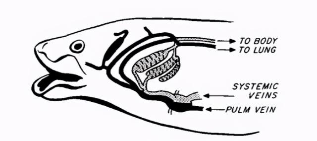 没有水的鱼，没有水的鱼没有翅膀的鸟（生活在干旱地带的神奇鱼类）