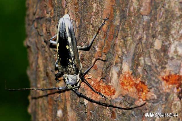 韧皮部是树的哪个部位，韧皮部在树的什么部位（白蜡树树干上有很多虫孔）