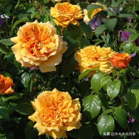 Thecastle.城堡网名，Thecastle.城堡（奥斯汀官方推荐月季品种）