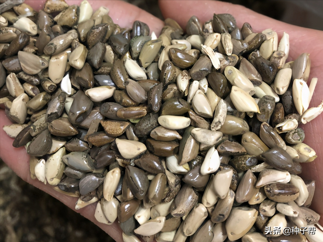 墨西哥玉米草缺点，墨西哥玉米草种植管理技术（墨西哥玉米草亩产3万公斤）