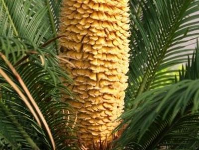 铁树开花到底意味着什么，铁树开花到底意味着什么意思（铁树开花的征兆）