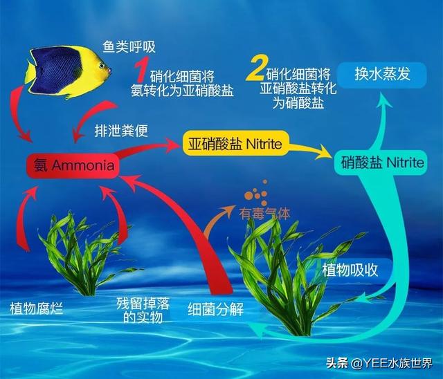 沼泽过滤是不是比别的好，买硝化细菌粉末粉还是液体