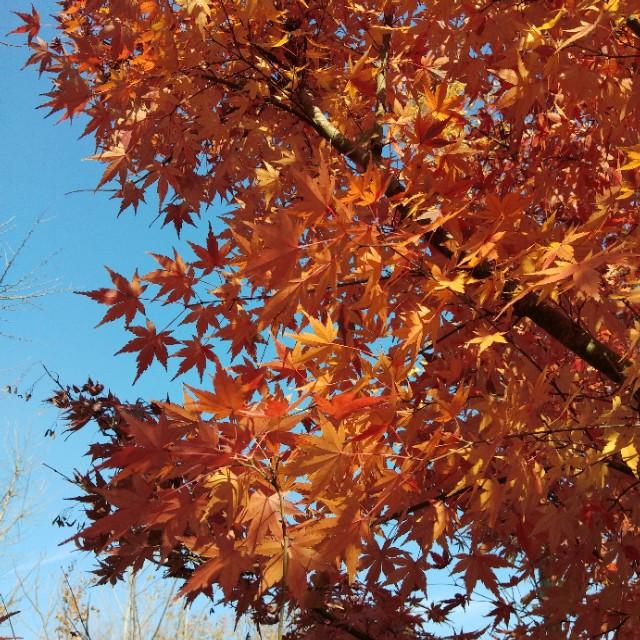 春天在什么在什么在什么上仿写，春天在什么在什么在什么上的仿写句子有哪些（跟着朱自清的美《春》写出我们精彩的《秋》）