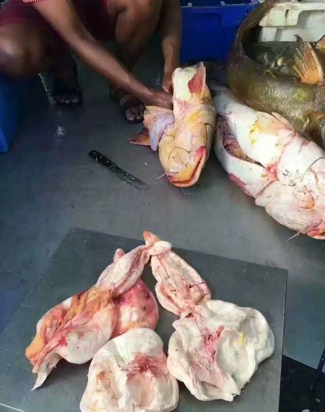 鳕鱼胶为什么那么便宜，鳕鱼胶和黄花胶哪个好（不妨试试这几种便宜的花胶）