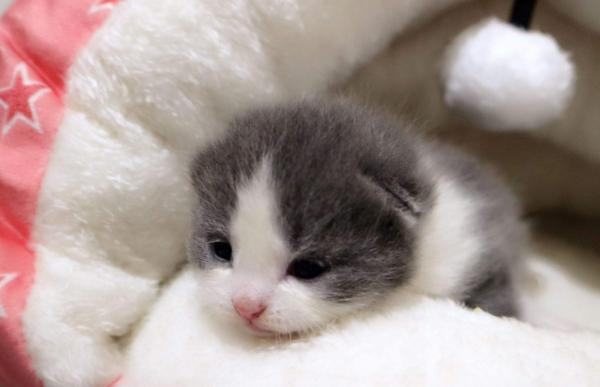 小猫多久会忘记猫妈妈，小猫长到多大时猫妈妈会赶走（猫咪能记住主人一辈子）