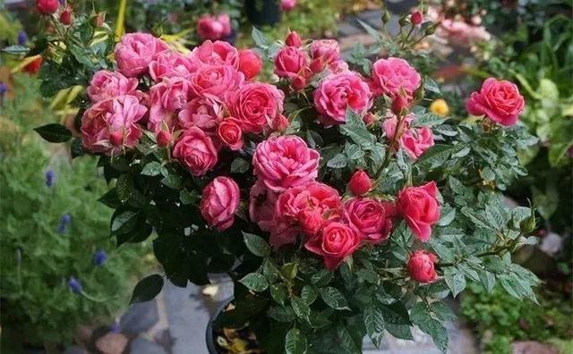 SuSu:一起种草莓来吗，微信头像，SuSu:一起种草莓来吗?【杂图】（花芽蹭蹭长满盆）