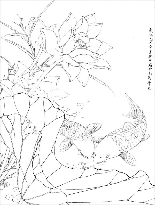 工笔荷花白描，高清工笔荷花白描 110幅