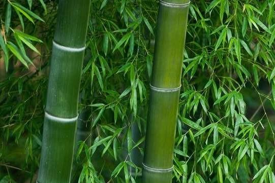 生竹茹(《本草精荟》:清痰止呕:竹茹的功效与应用)-一悟枫林百科