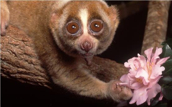 哺乳动物有哪些，世界上哺乳类动物有哪些（哺乳类动物和图片）