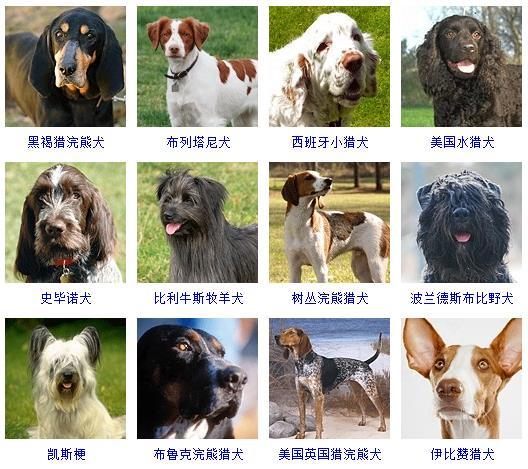 狗有多少品种(十大聪明犬排名)
