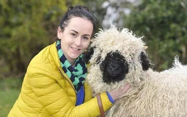 超可爱小羊羊，小羊太可爱了（却偏偏以为自己是条狗图片）