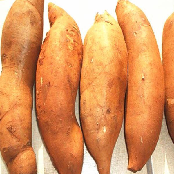 土瓜生吃的功效与作用(这野果样子像地瓜) - 行就行