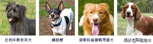 还不知道你家狗狗属于什么体型犬吗？几乎齐全了