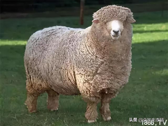 大同特产，世界上最好的羊，看看都在哪（大同特产有什么可以送礼的）