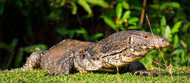 宠物蜥蜴种类，世界上最大的十种蜥蜴（宠物蜥蜴种类视频）