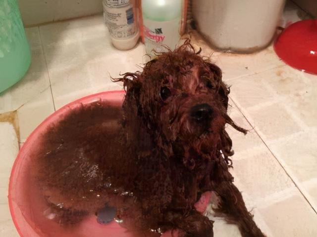 养泰迪的技巧，泰迪饲养的六个方面