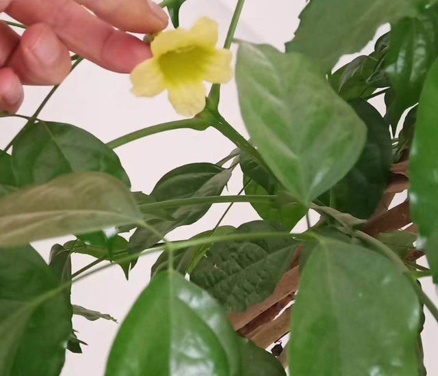 幸福树会开花吗，盆栽幸福树开花吗（养了10年的幸福树）