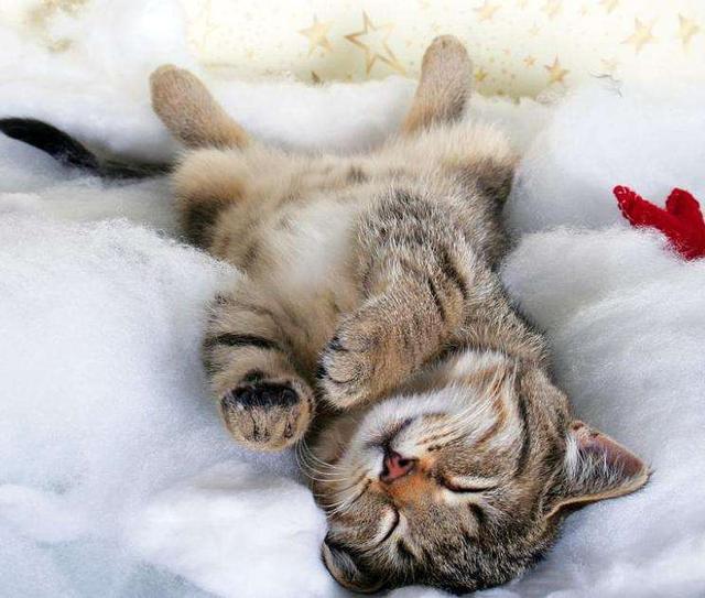 猫咪用头蹭我是什么意思啊，猫咪蹭来蹭去是什么意思（猫咪为何总是爱用头“蹭人”）